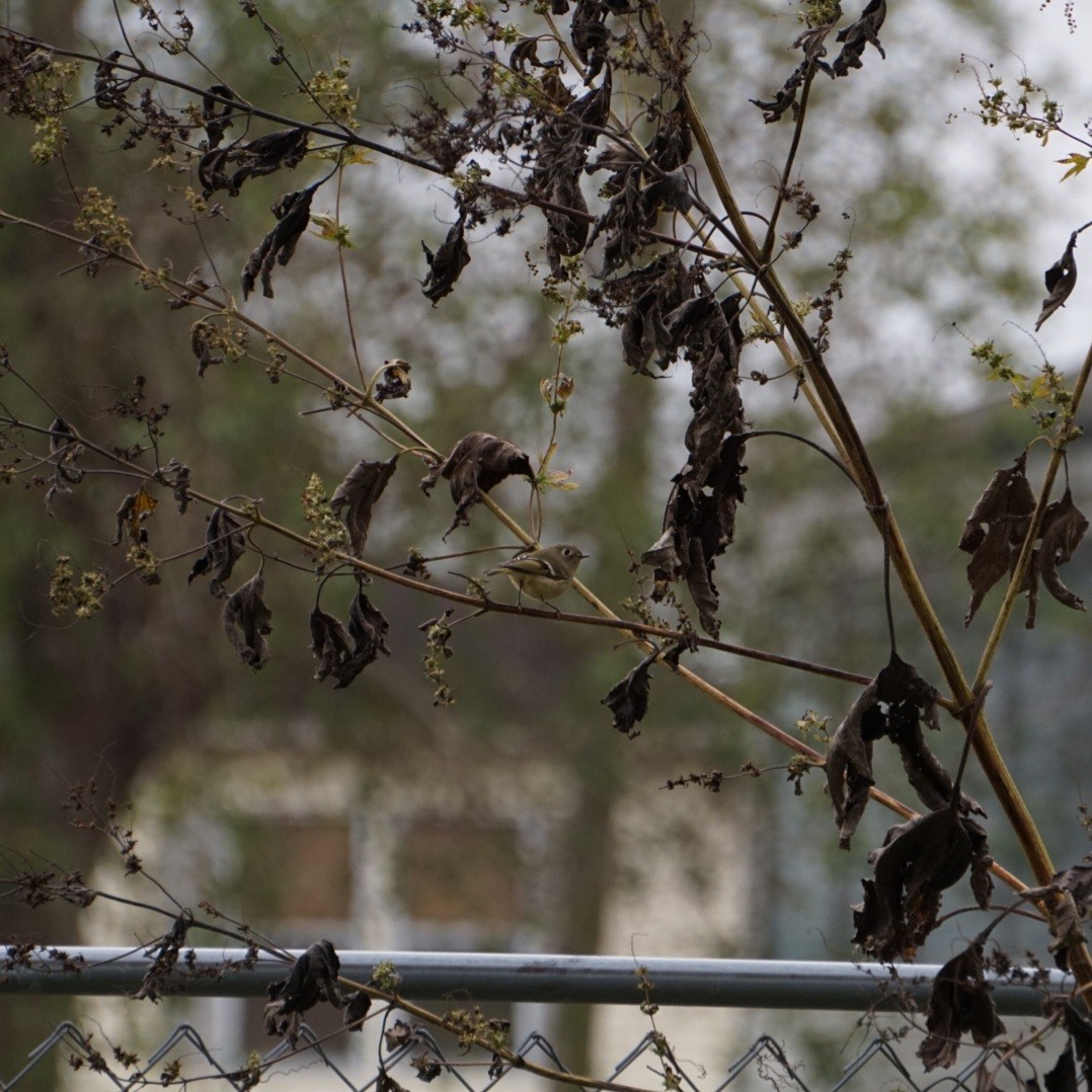 ルビーキクイタダキ - ML646688612