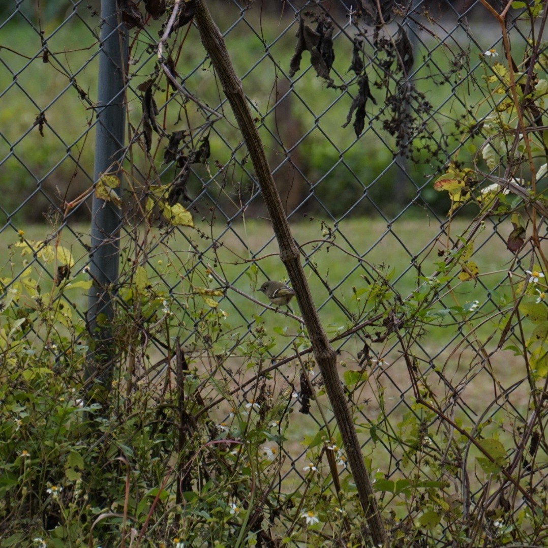 ルビーキクイタダキ - ML646688613