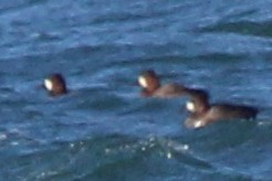 コスズガモ - ML646688615