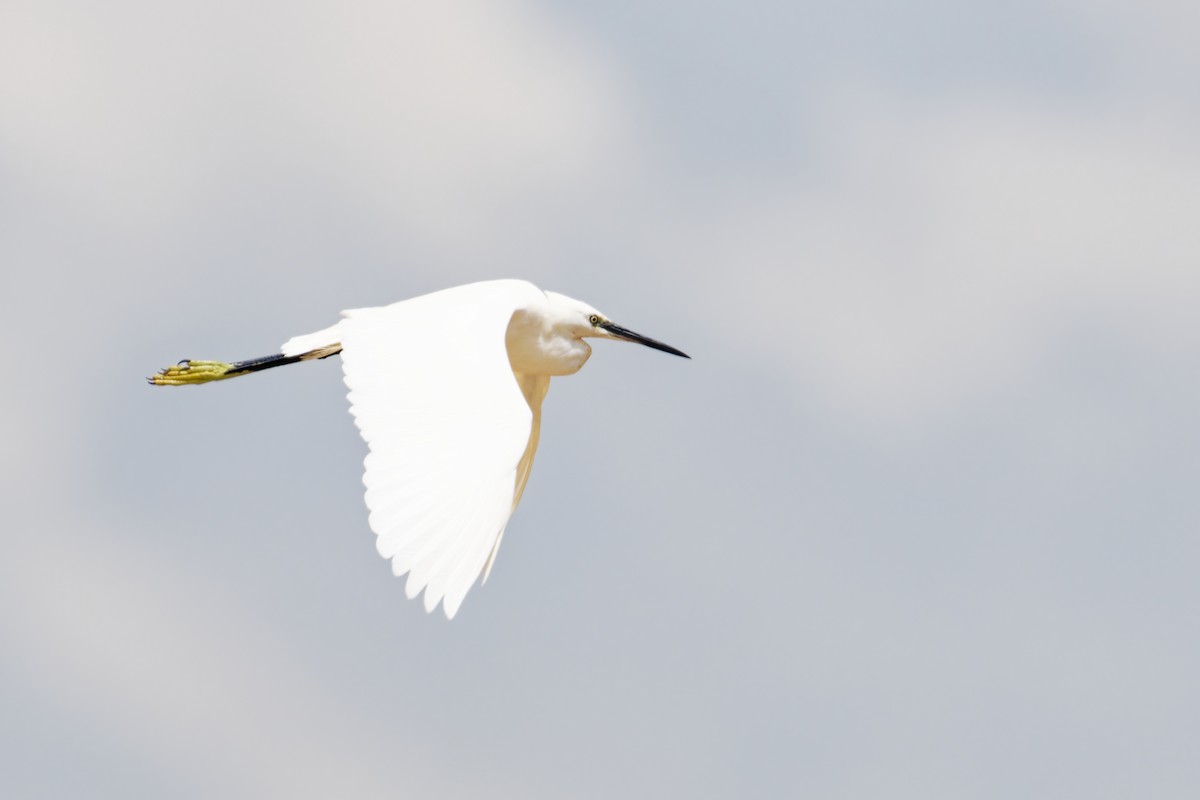 Koartzatxo txikia - ML646688616