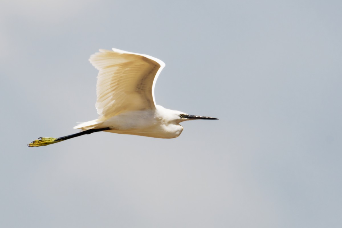 Koartzatxo txikia - ML646688618