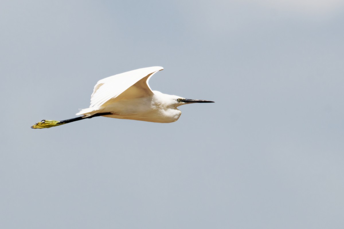 Koartzatxo txikia - ML646688619