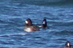 コスズガモ - ML646688621