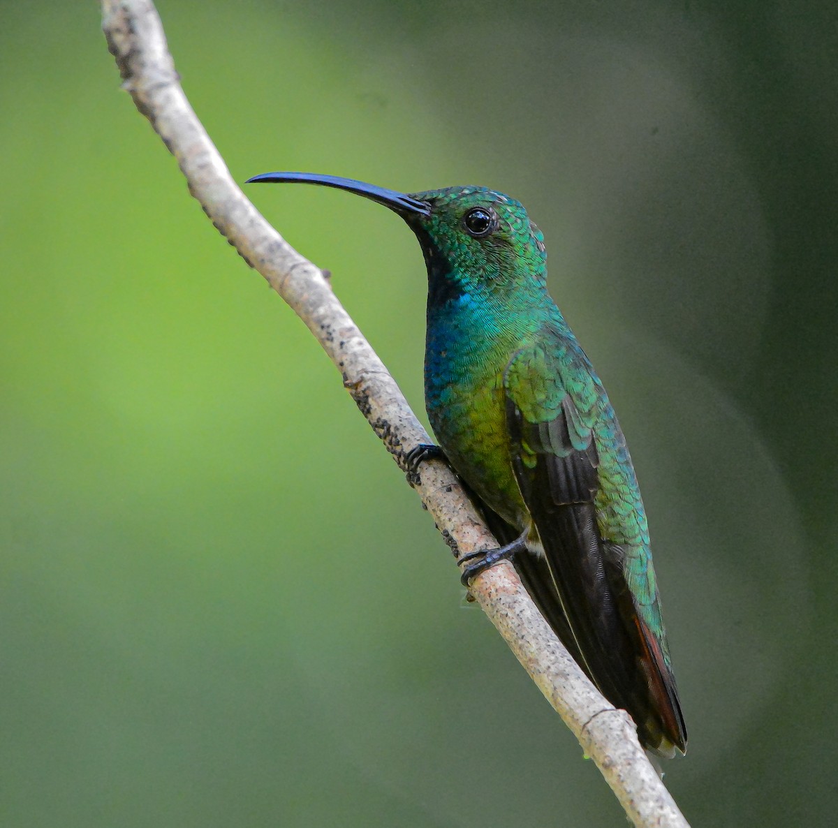 Зеленогрудый манго - ML646688622