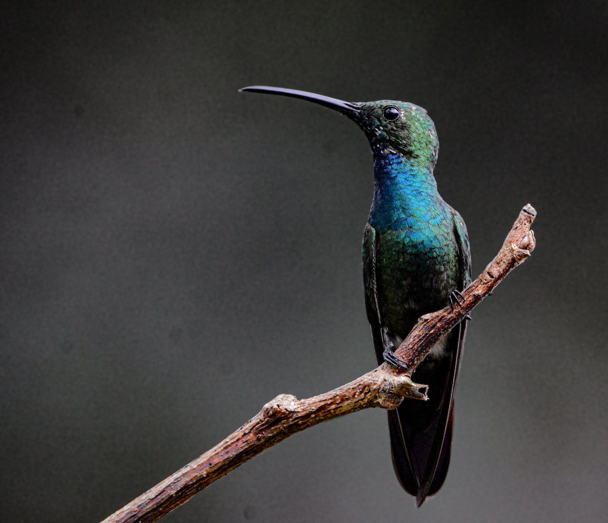 Зеленогрудый манго - ML646688623