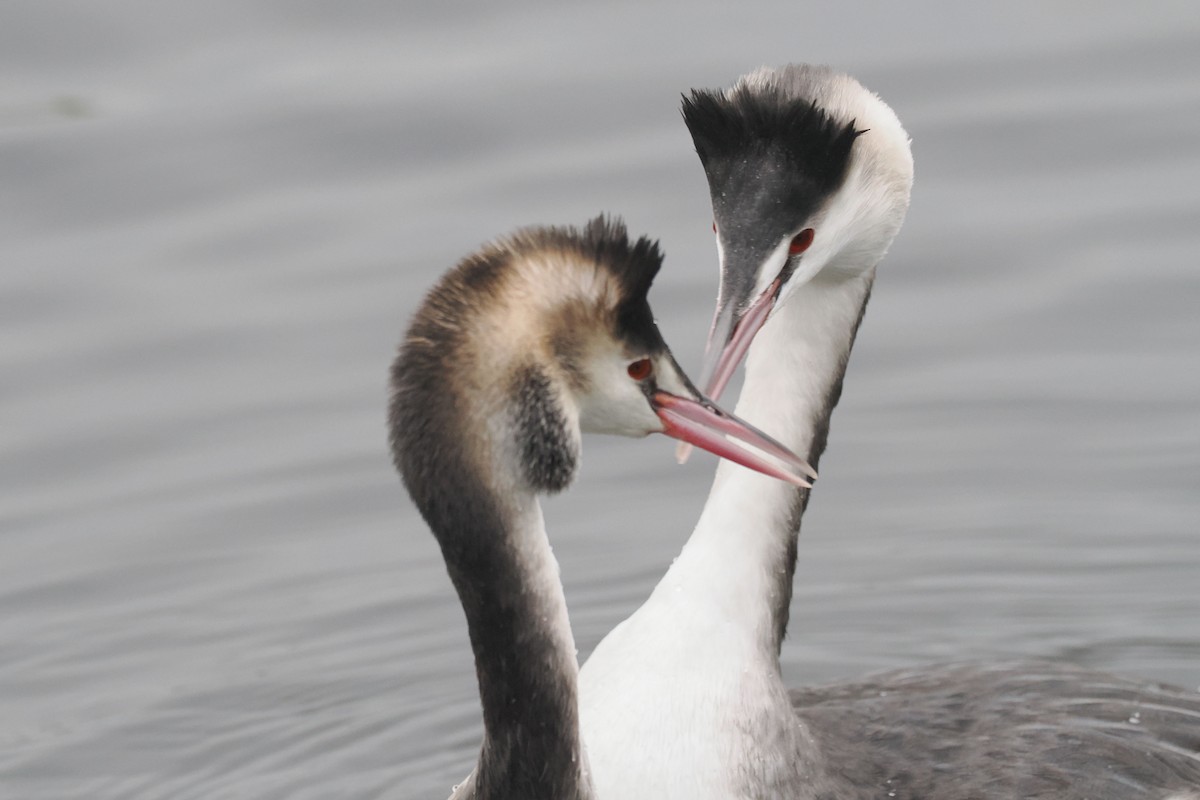 Great Crested Grebe - ML646688624
