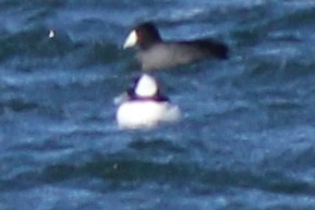 hohol bělavý - ML646688628