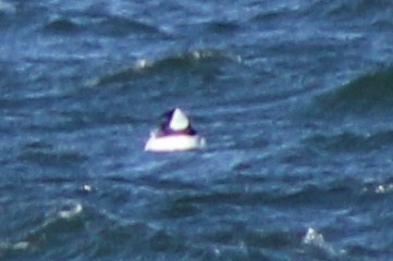 hohol bělavý - ML646688630