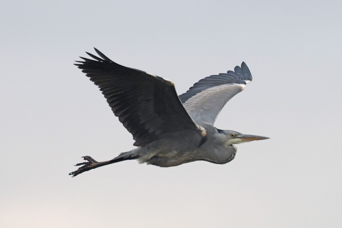 Gray Heron - ML646688635