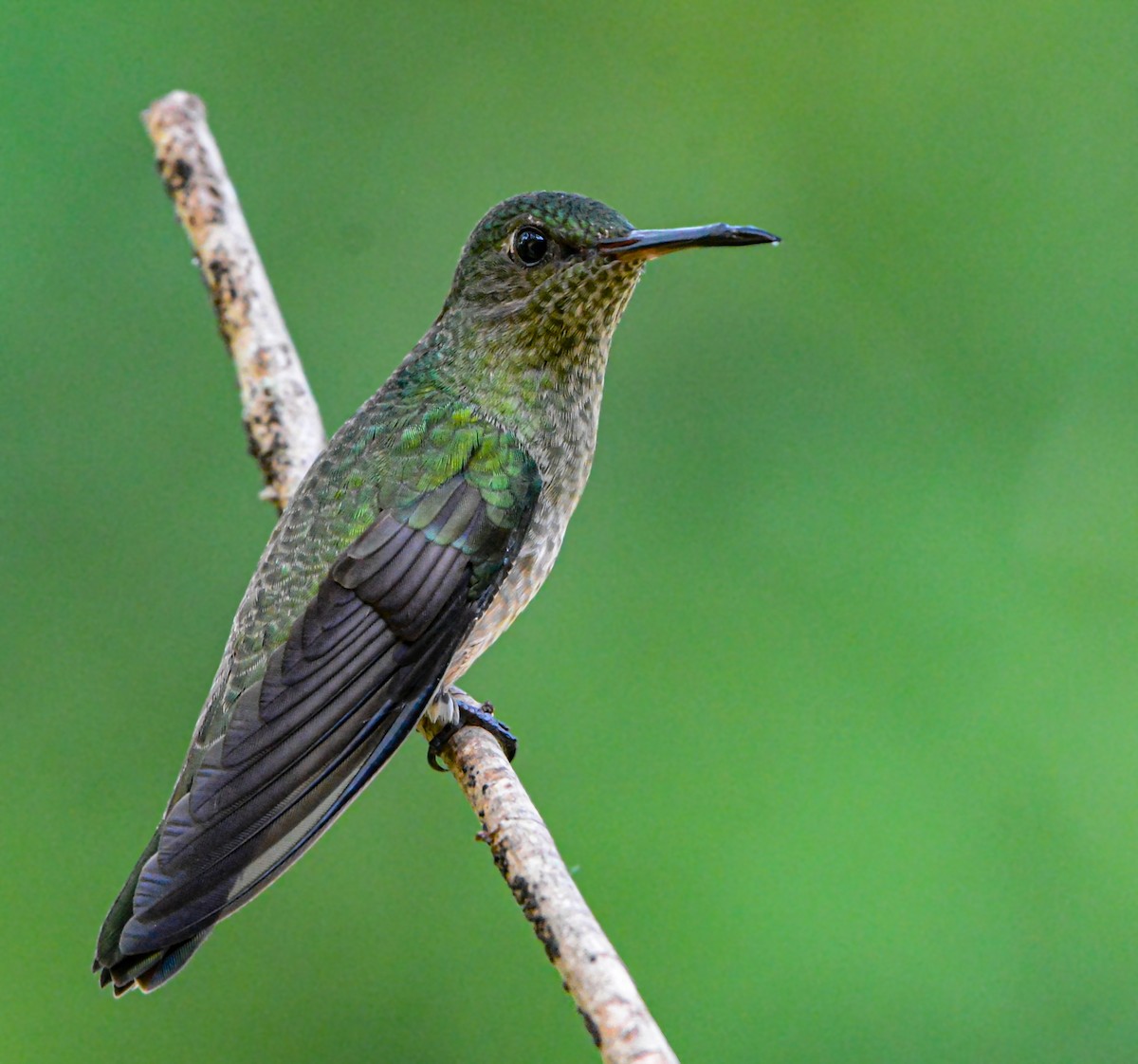 Scaly-breasted Hummingbird - ML646688636