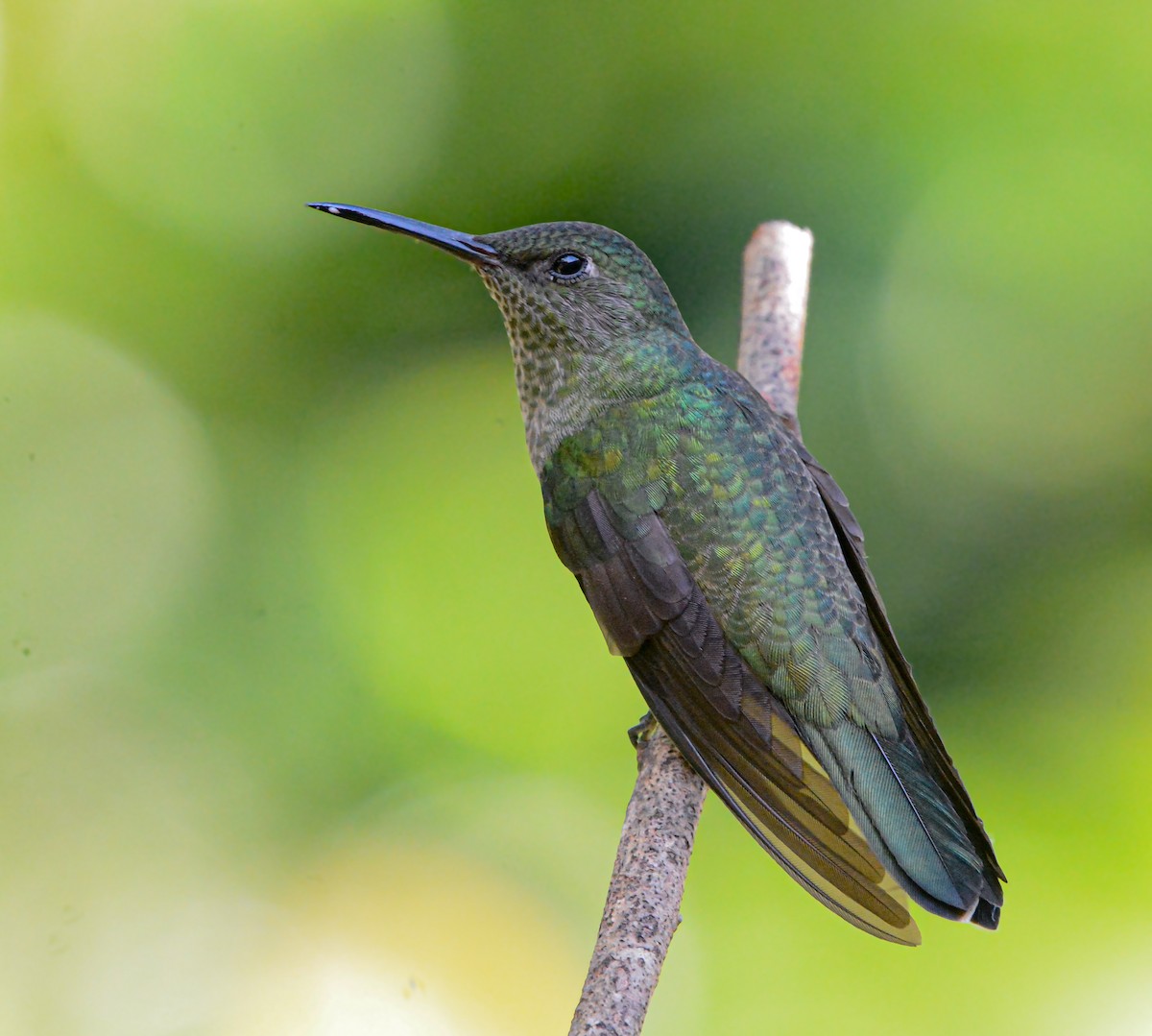 Scaly-breasted Hummingbird - ML646688637