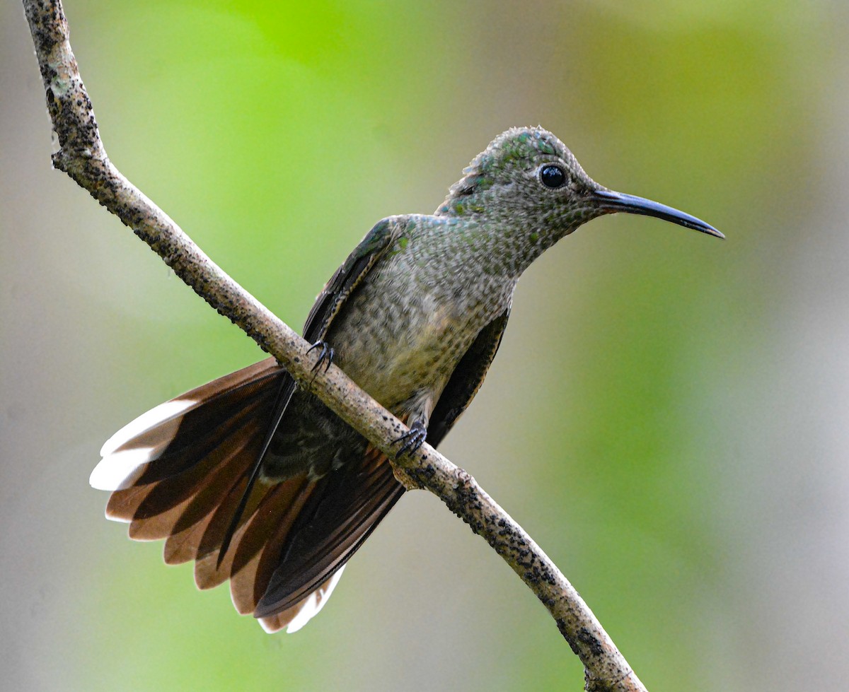 Scaly-breasted Hummingbird - ML646688638