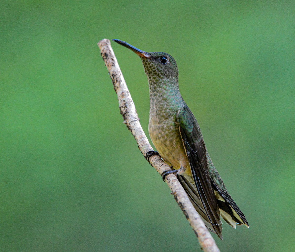 Scaly-breasted Hummingbird - ML646688639
