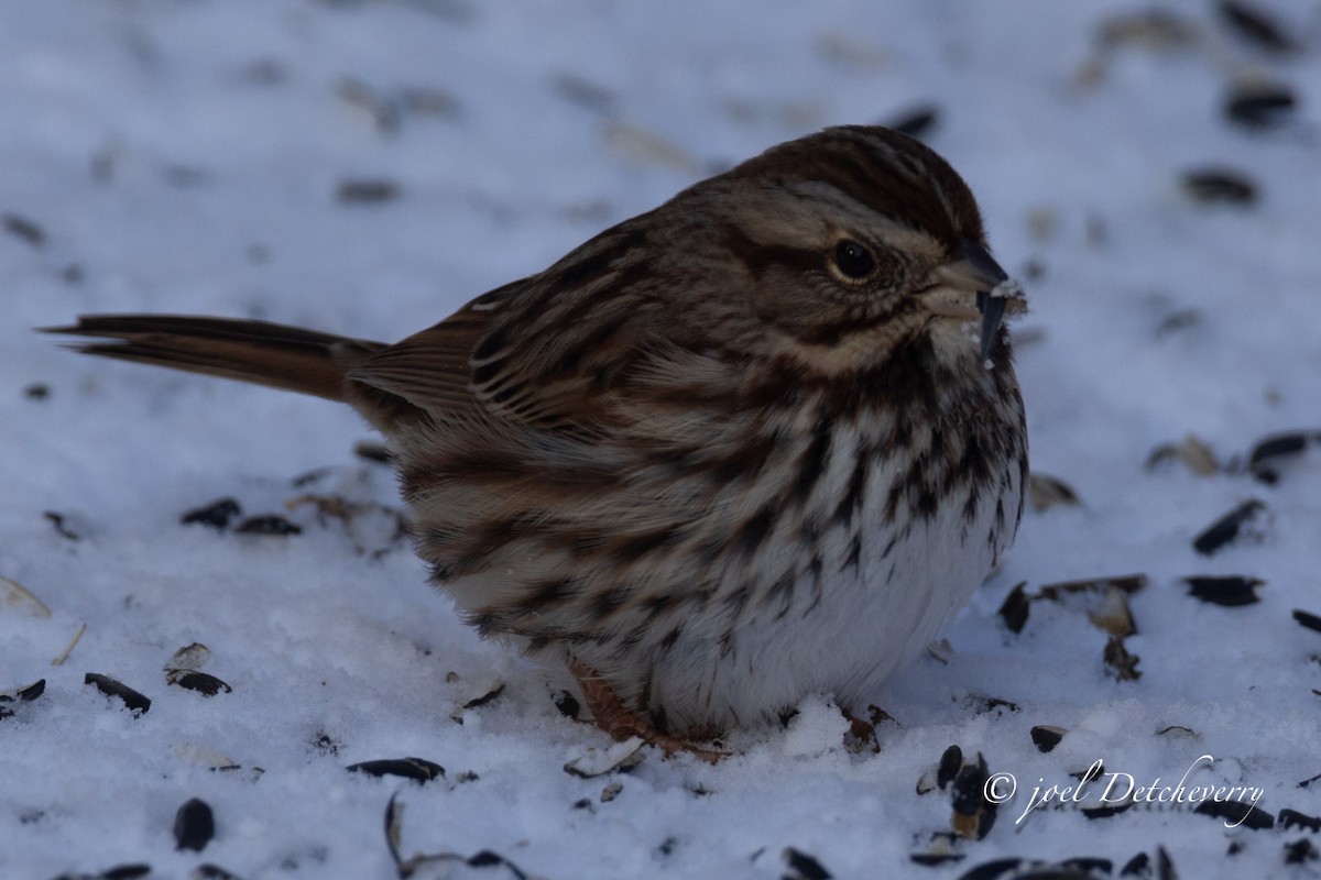 strnadec zpěvný - ML646688640