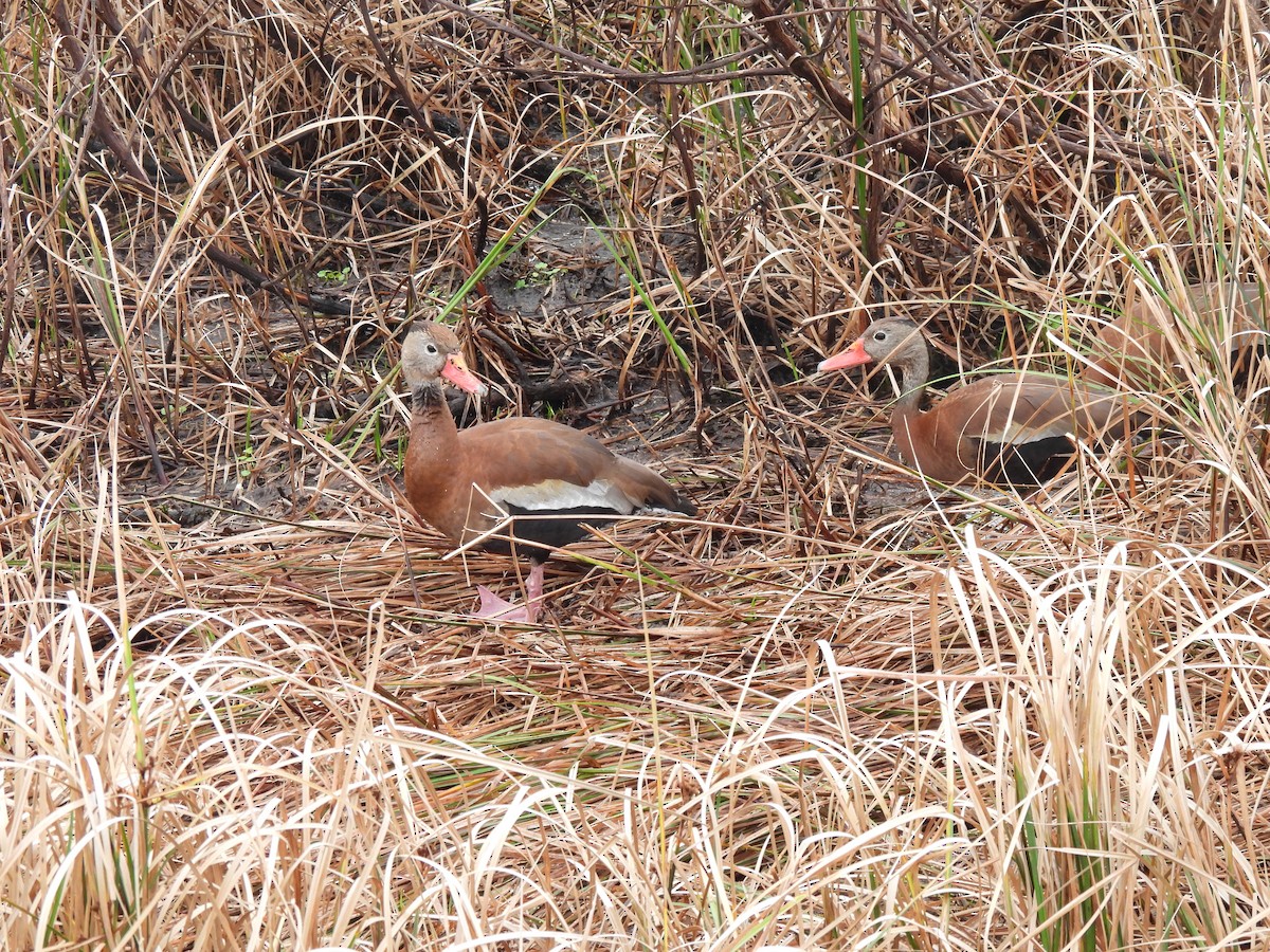 Красноклювая древесная утка - ML646688642