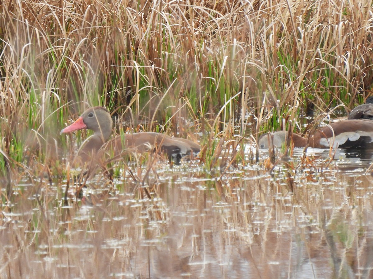 Красноклювая древесная утка - ML646688644
