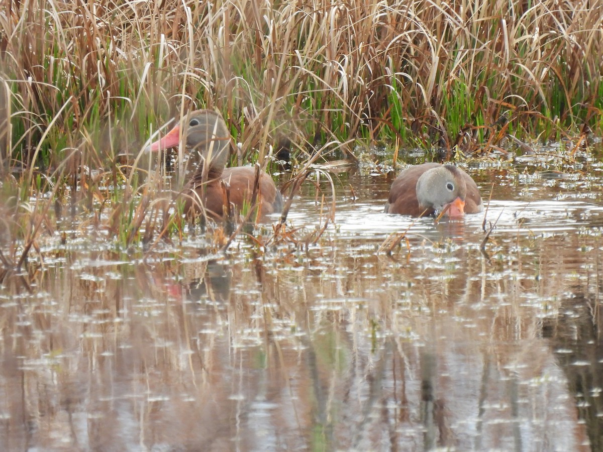 Красноклювая древесная утка - ML646688645