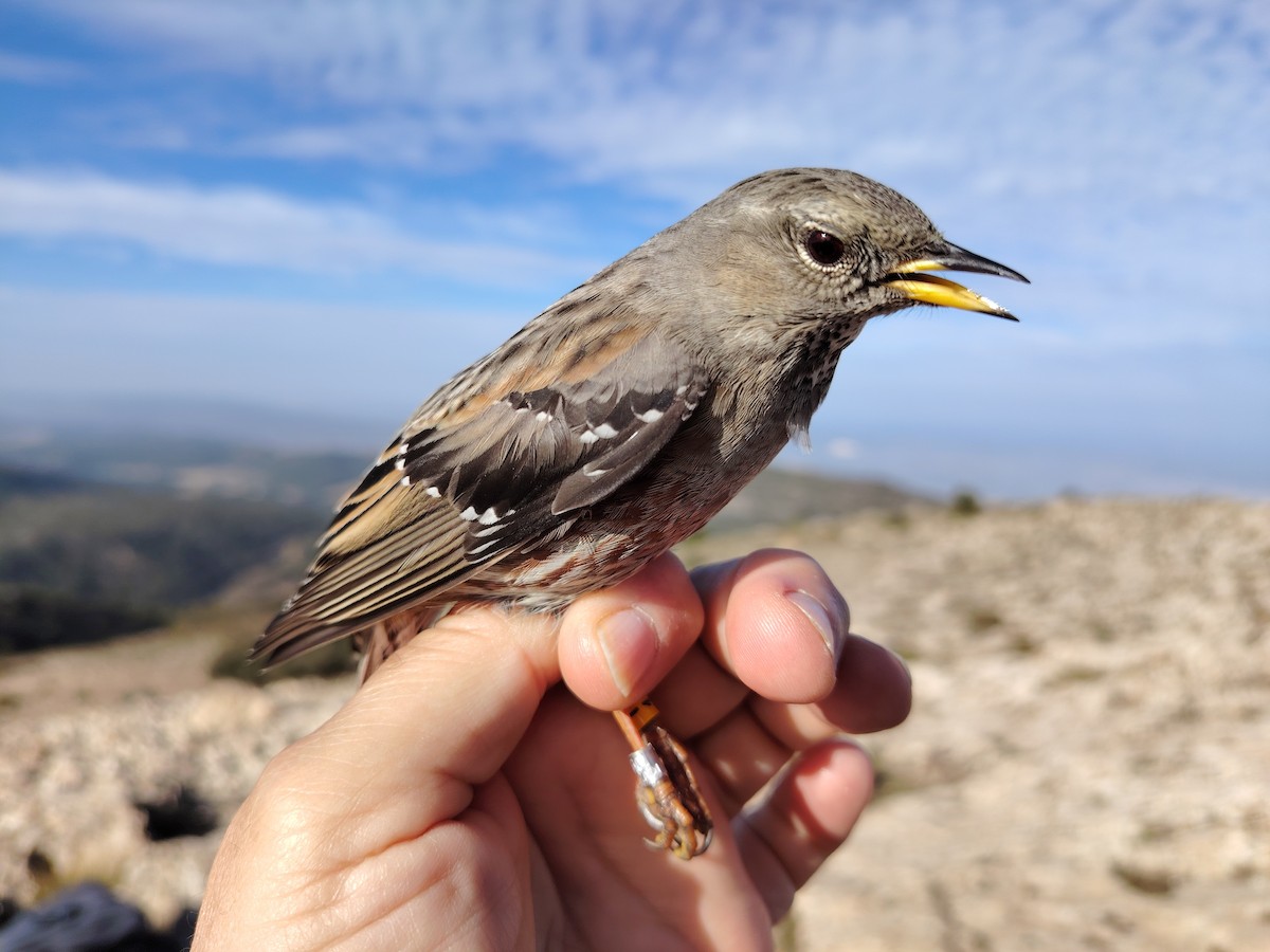 Büyük Dağbülbülü - ML646688646