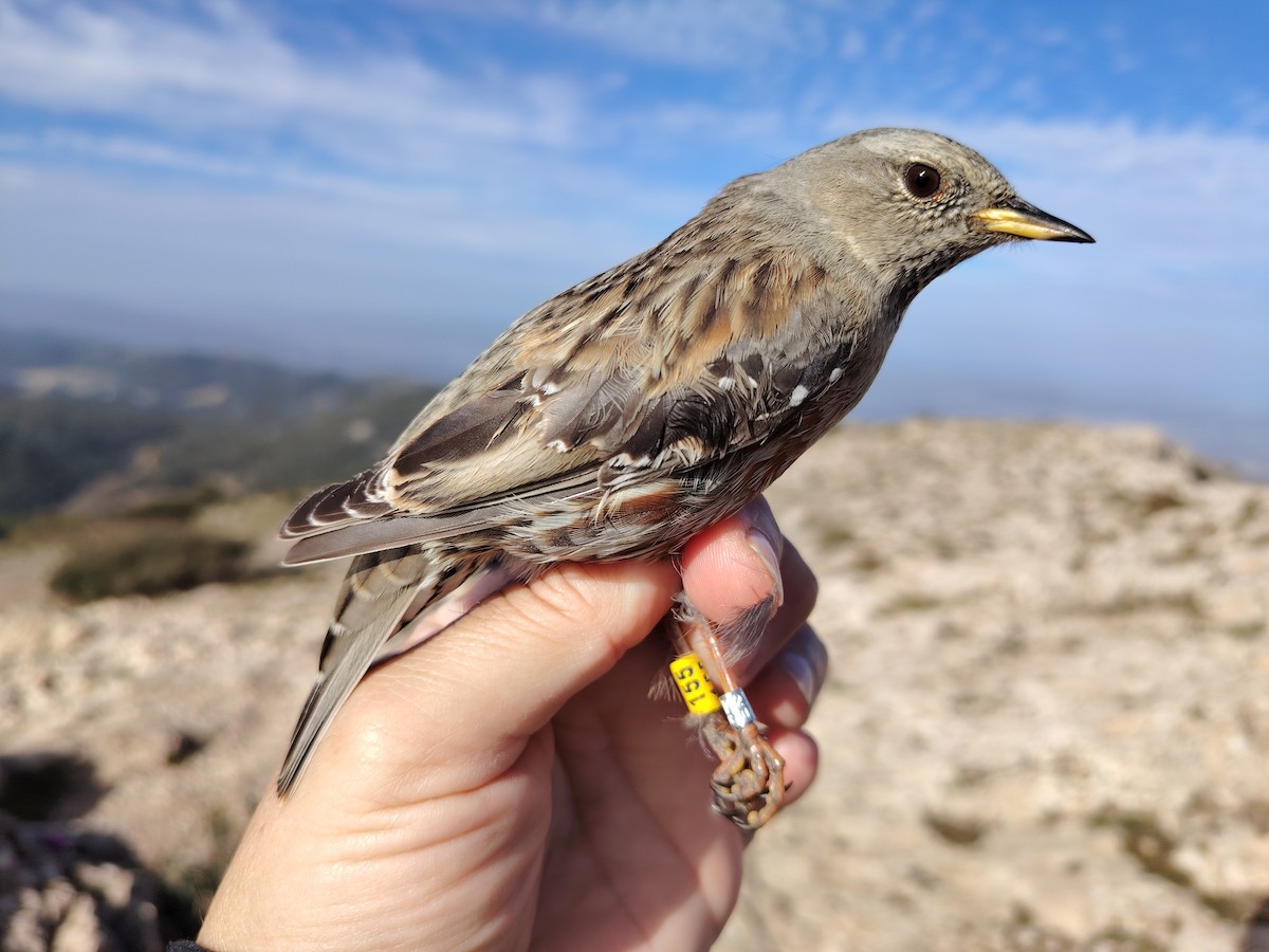 Büyük Dağbülbülü - ML646688647