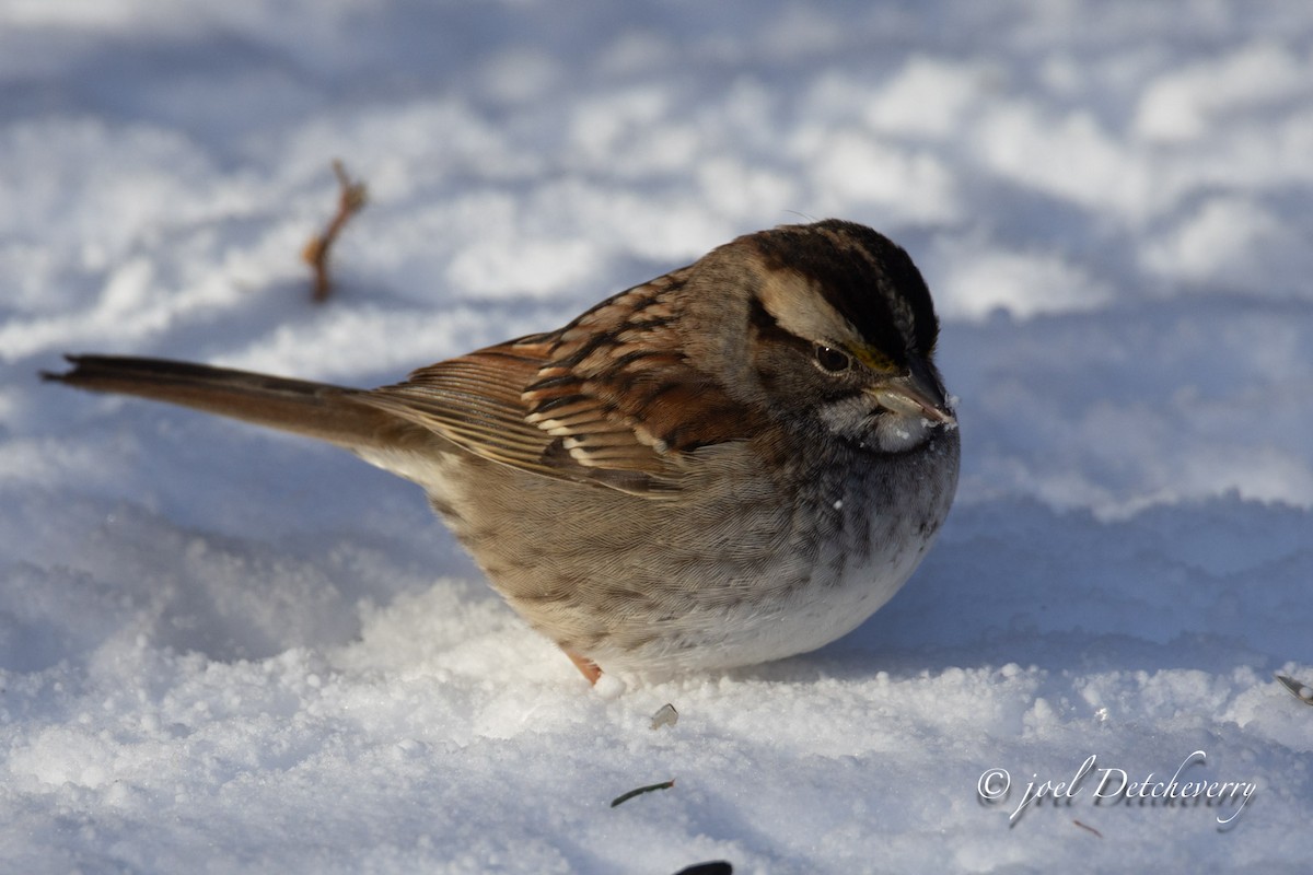 strnadec bělohrdlý - ML646688648