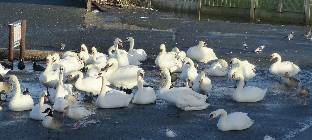 Mute Swan - ML646688649
