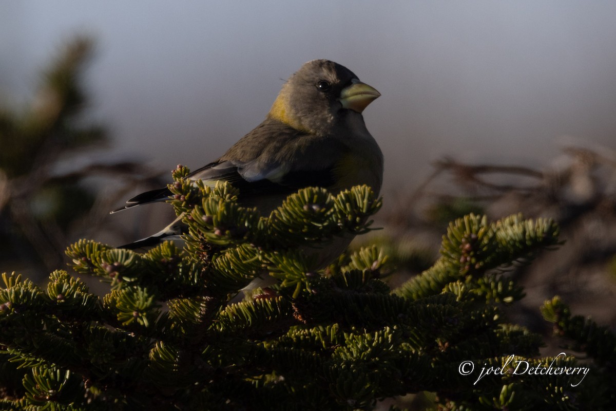 dlask žlutočelý - ML646688651