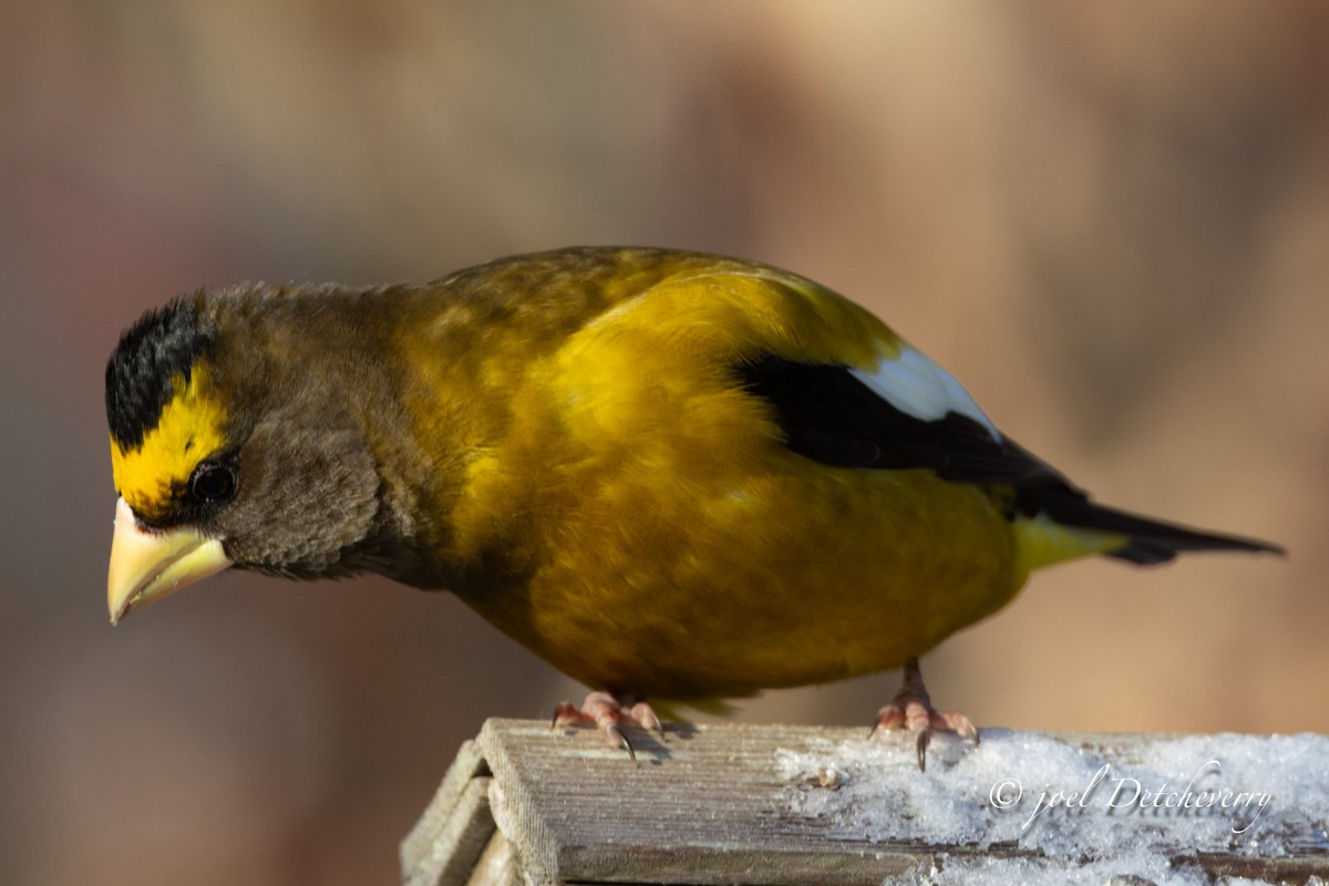 dlask žlutočelý - ML646688652