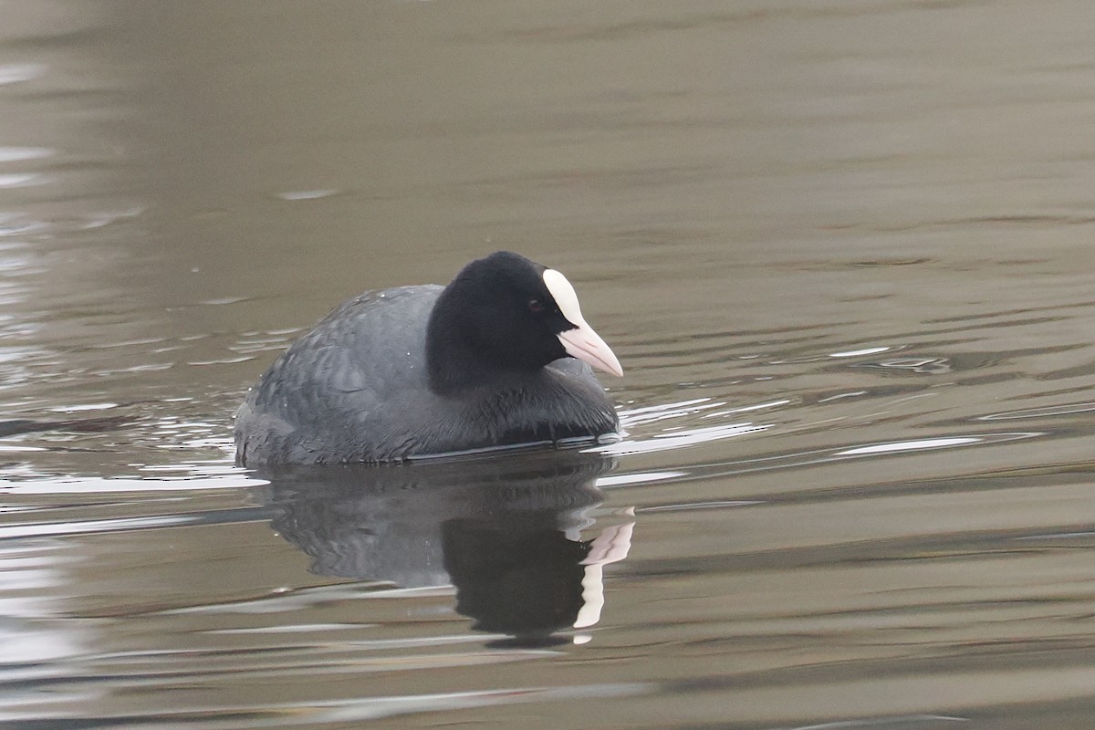 Eurasian Coot - ML646688653