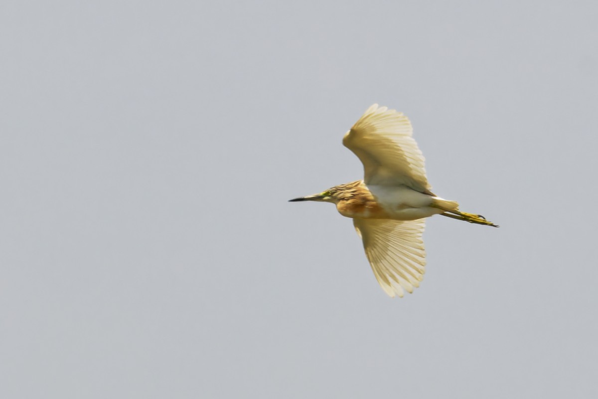 Koartzatxo karramarrozalea - ML646688655