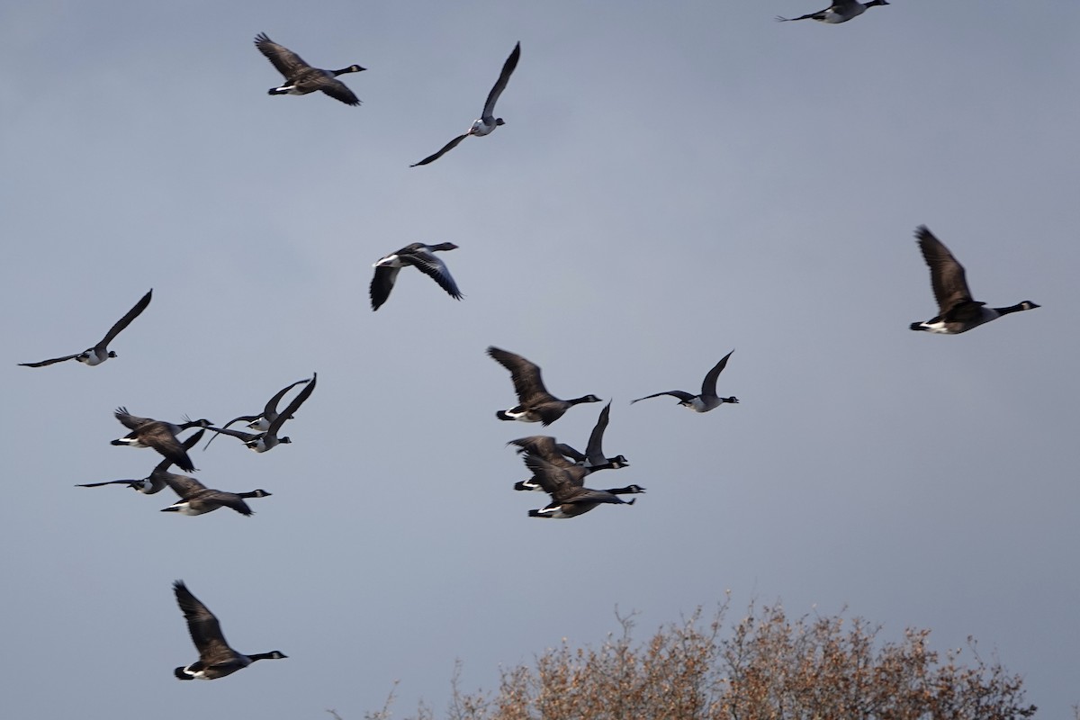 Canada Goose - ML646688656