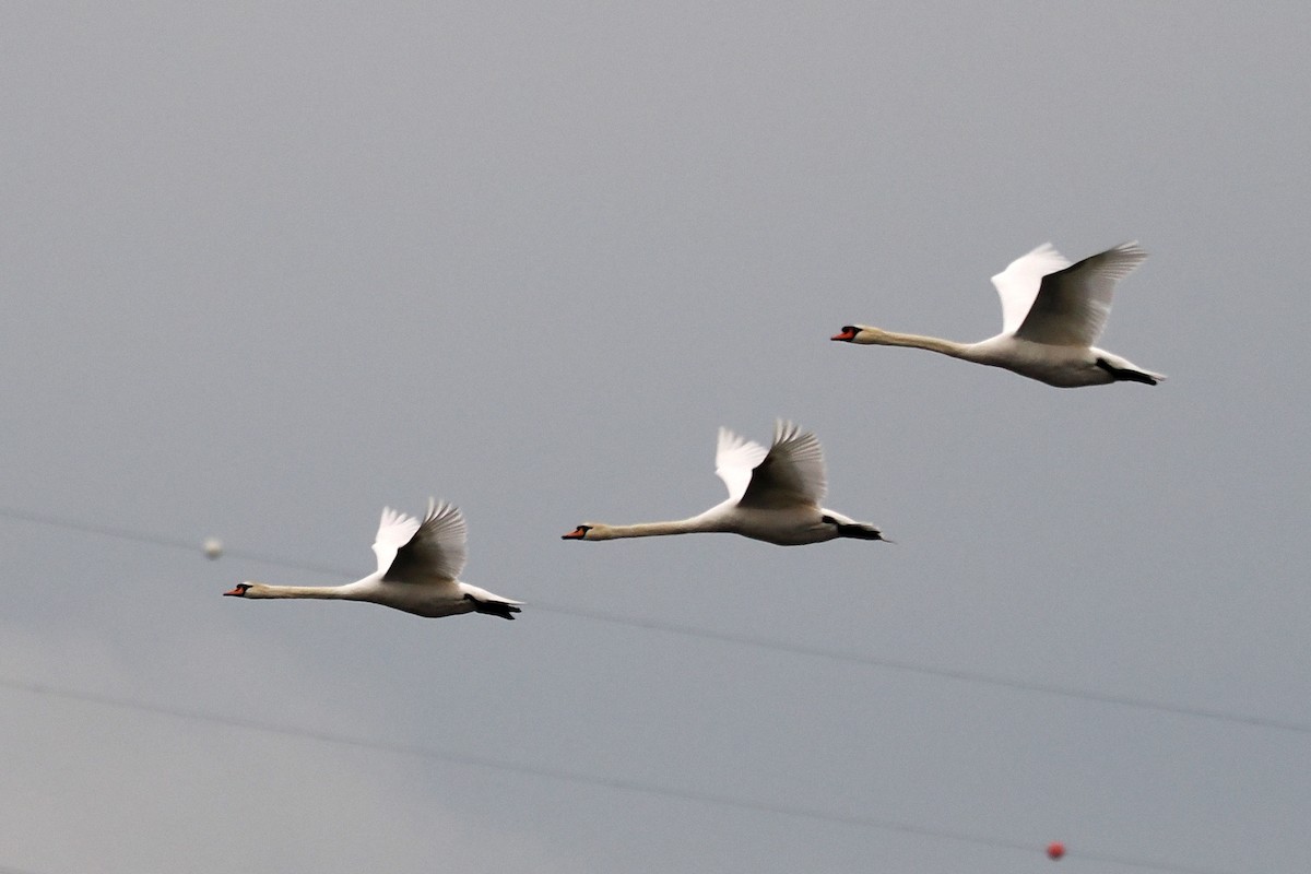 Mute Swan - ML646688658