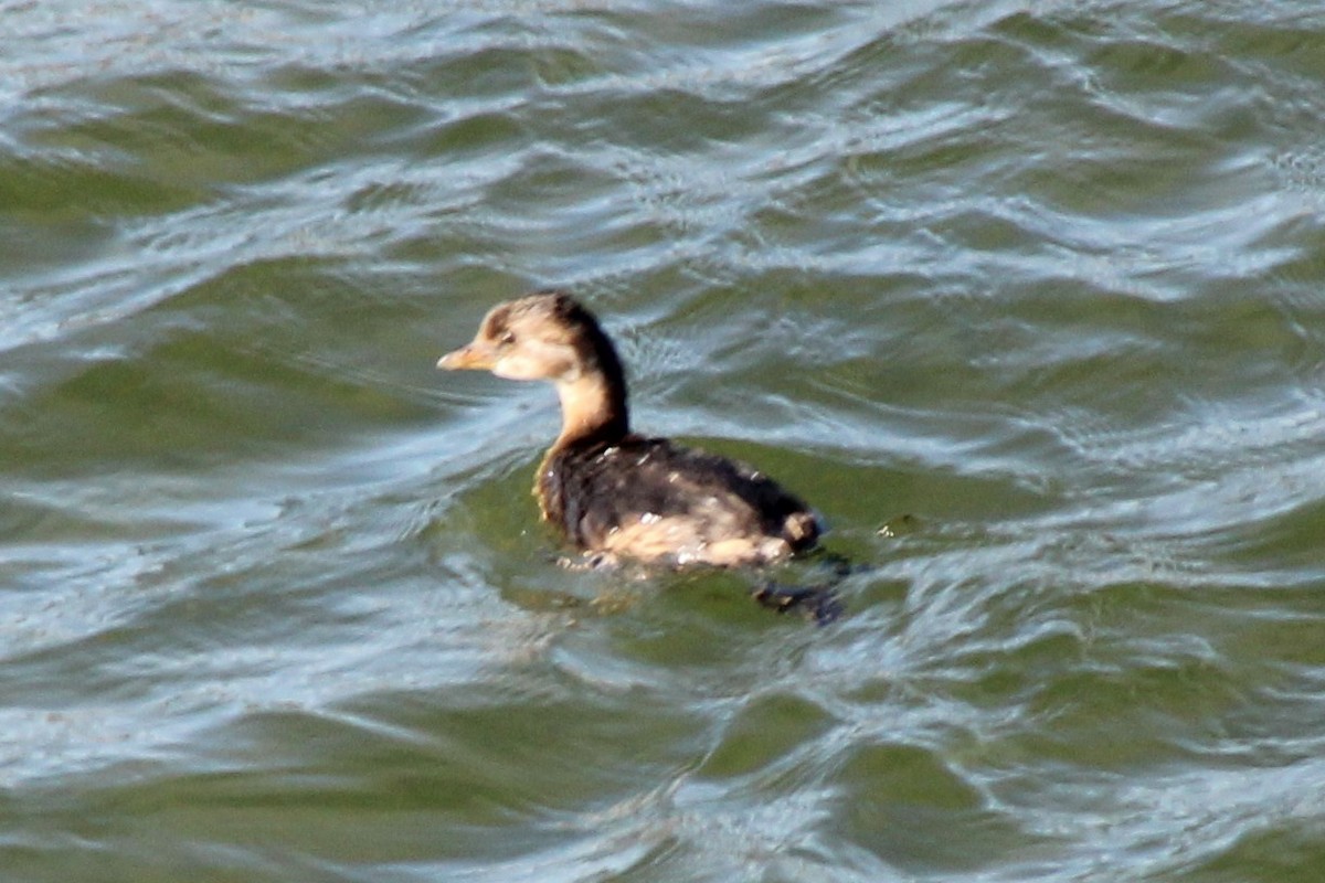 potápka americká - ML646688660