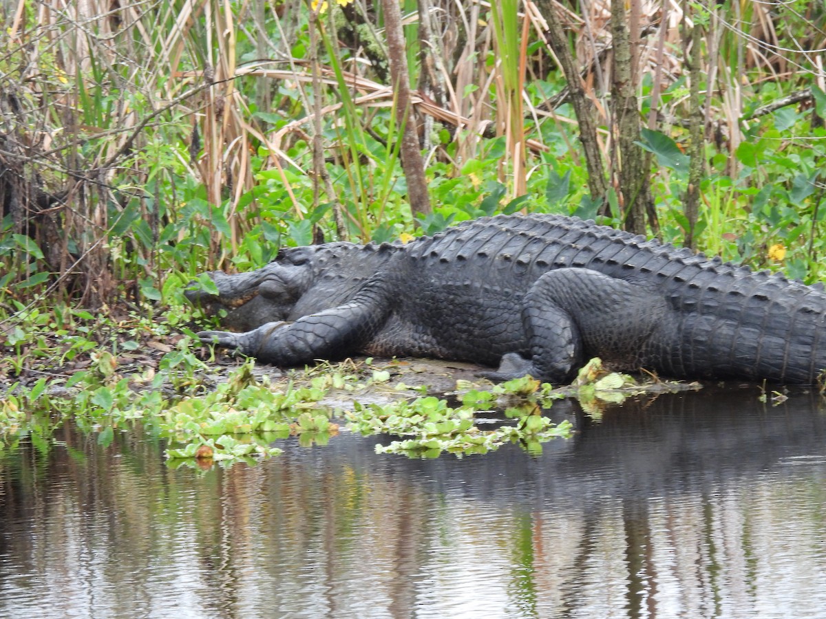 Аллигаторы - ML646688667