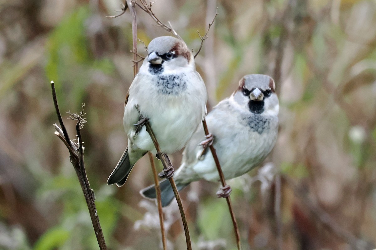 House Sparrow - ML646688668
