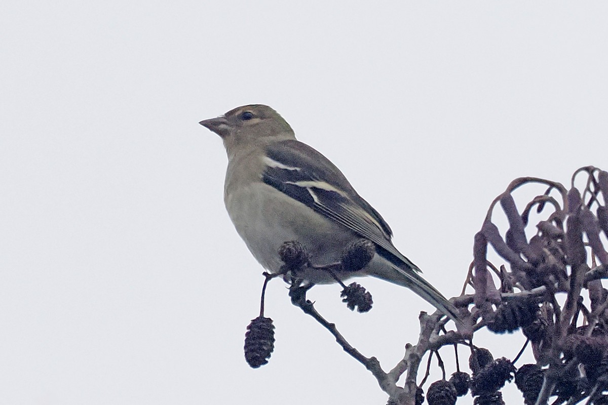 Common Chaffinch - ML646688670