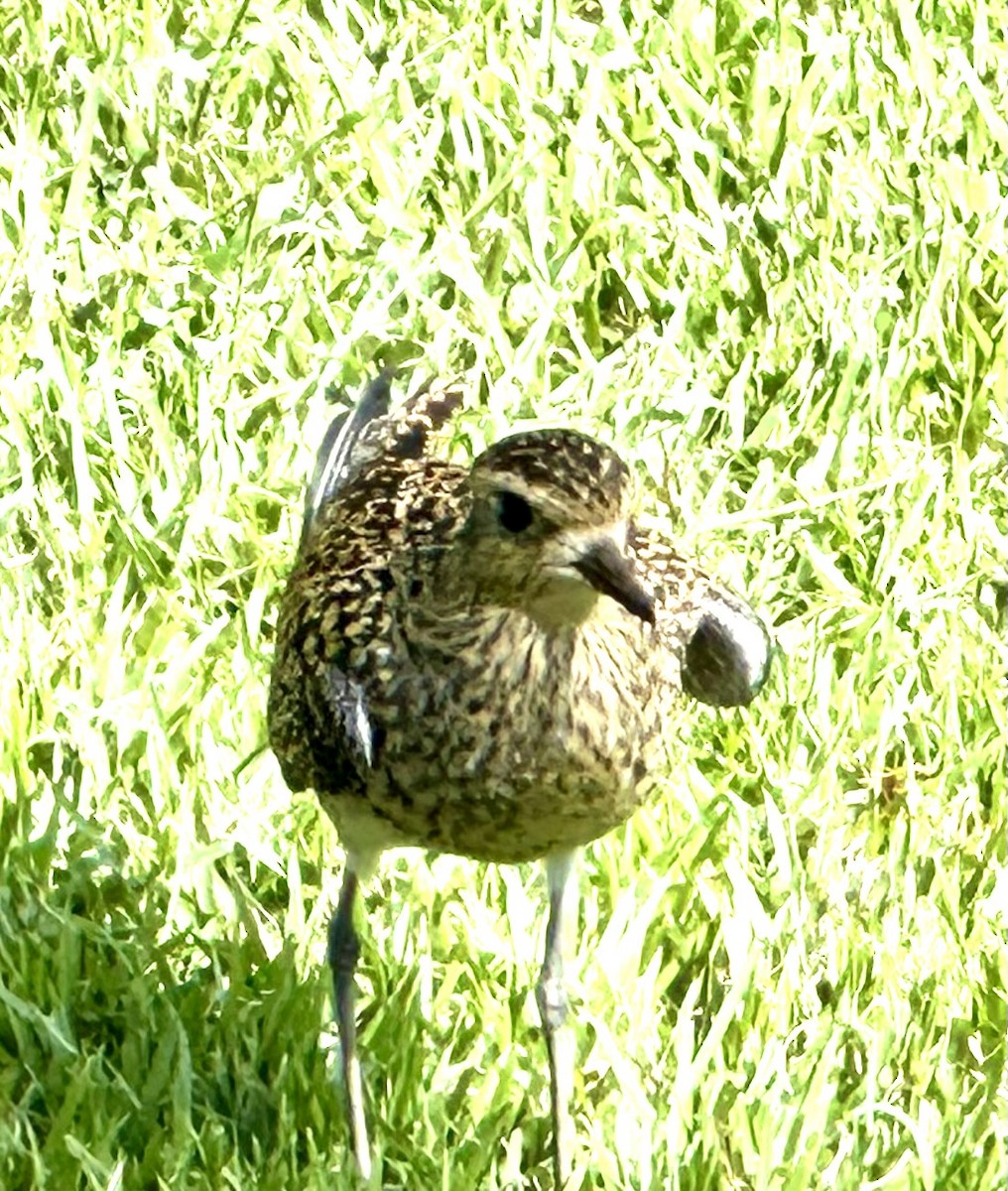 Pacific Golden-Plover - ML646688672