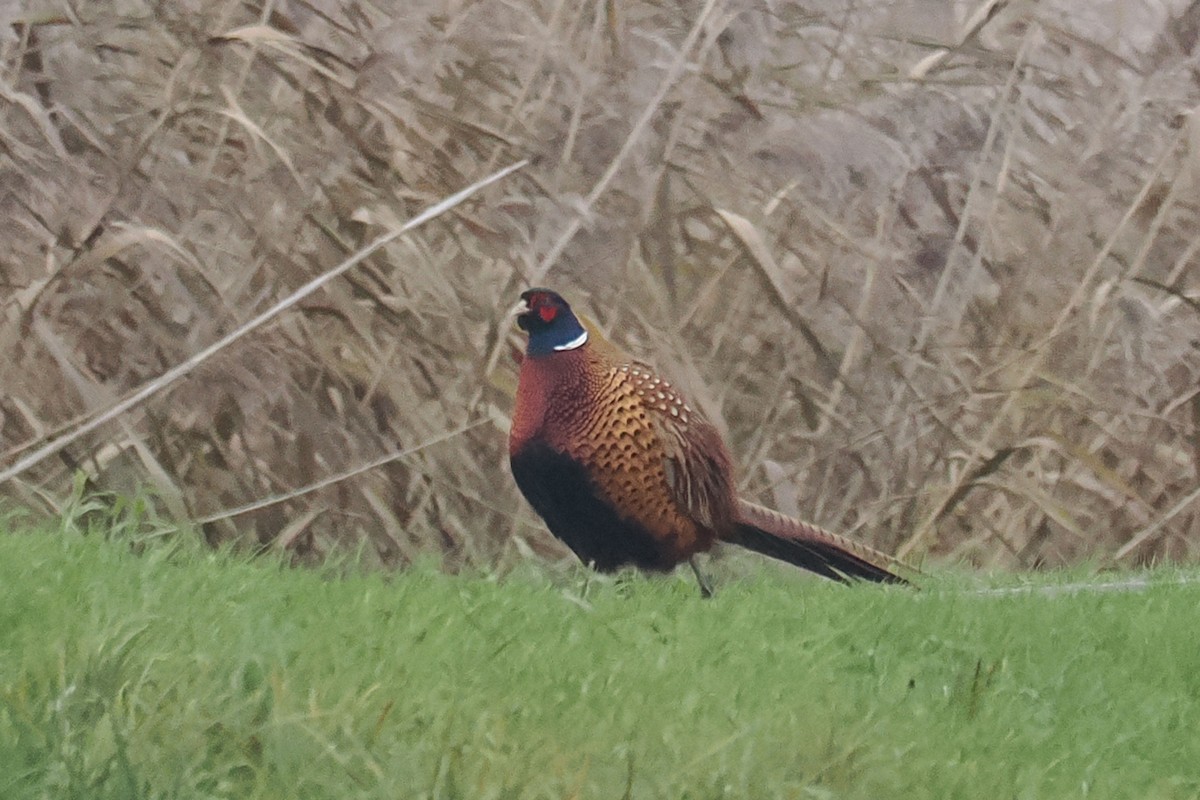 Ring-necked Pheasant - ML646688675