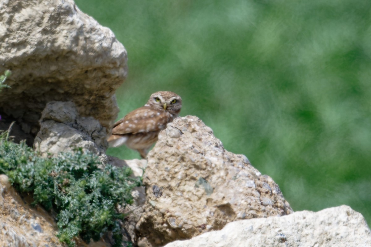 Mozolo arrunta - ML646688677