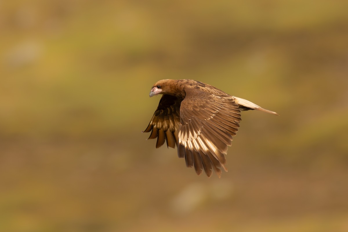 Mountain Caracara - ML646688688