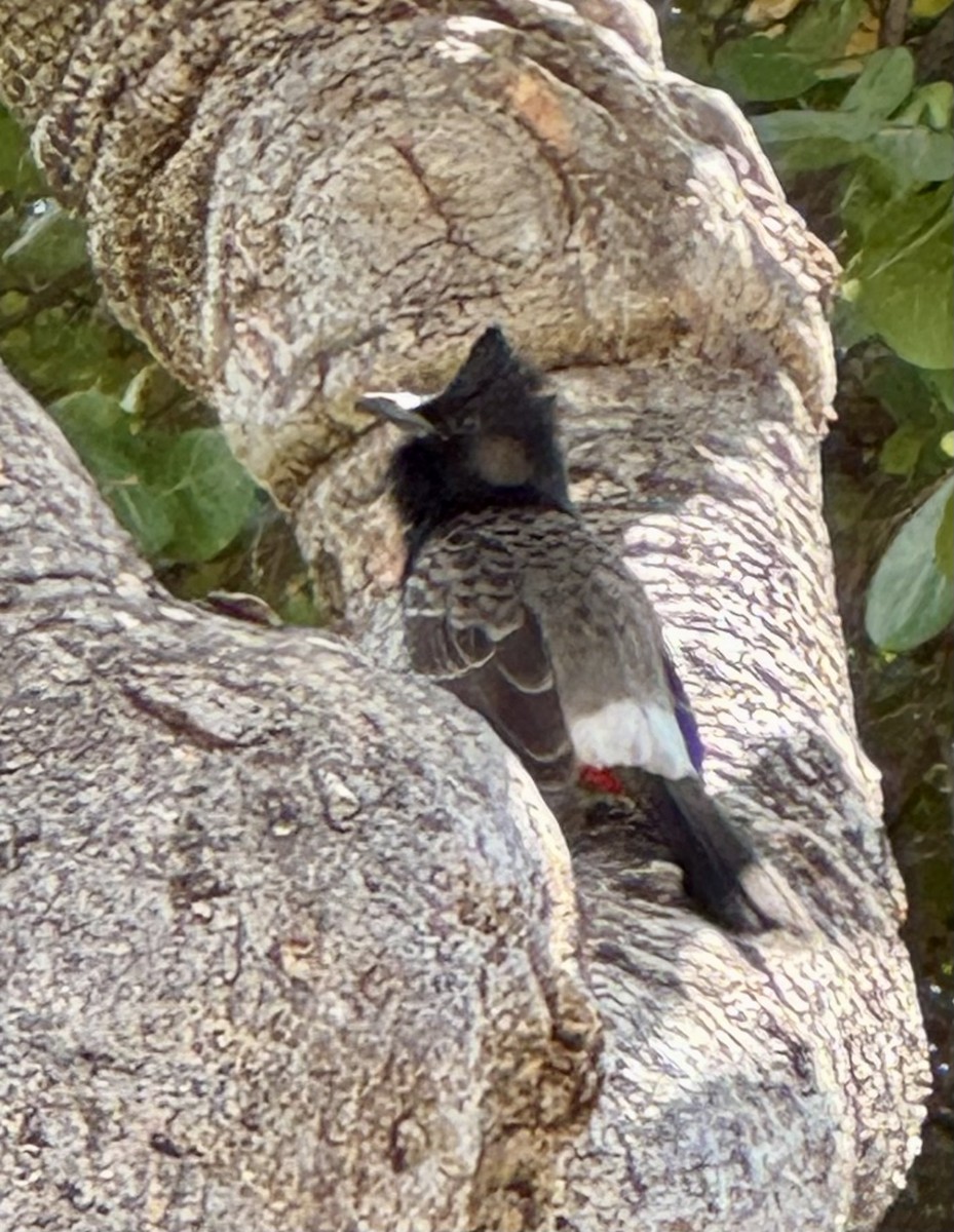 Red-vented Bulbul - ML646688689