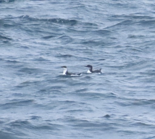 Толстоклювая кайра - ML646688690