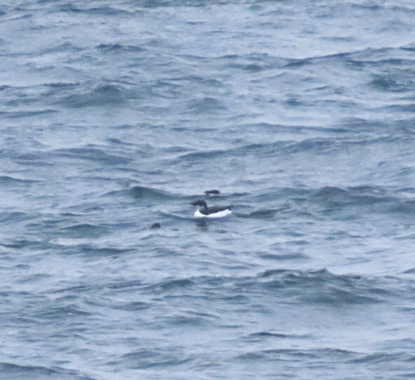 Толстоклювая кайра - ML646688691