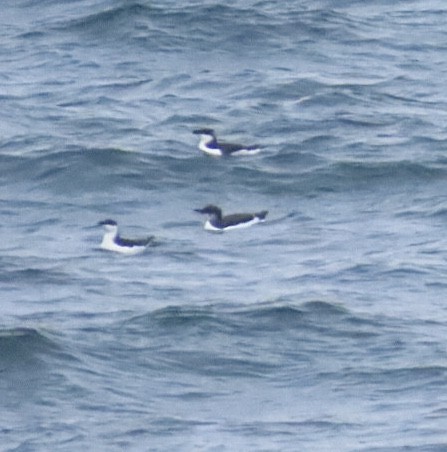 Толстоклювая кайра - ML646688692