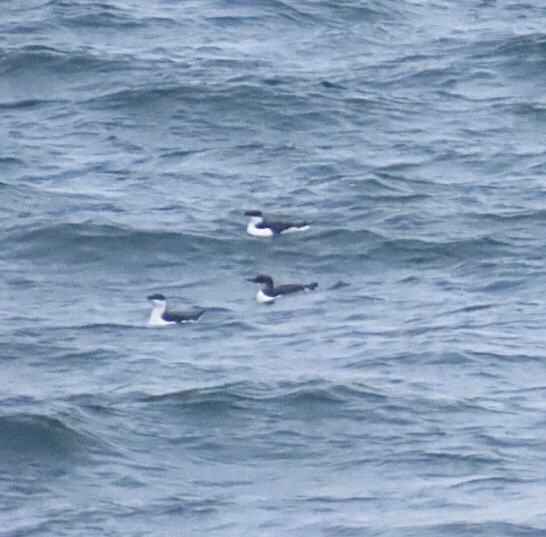 Толстоклювая кайра - ML646688693