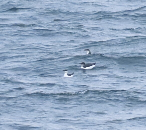 Толстоклювая кайра - ML646688694