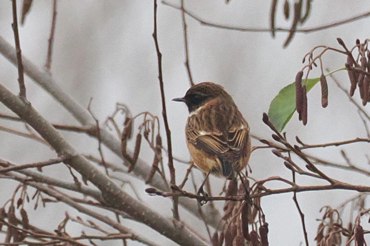 European Stonechat - ML646688696
