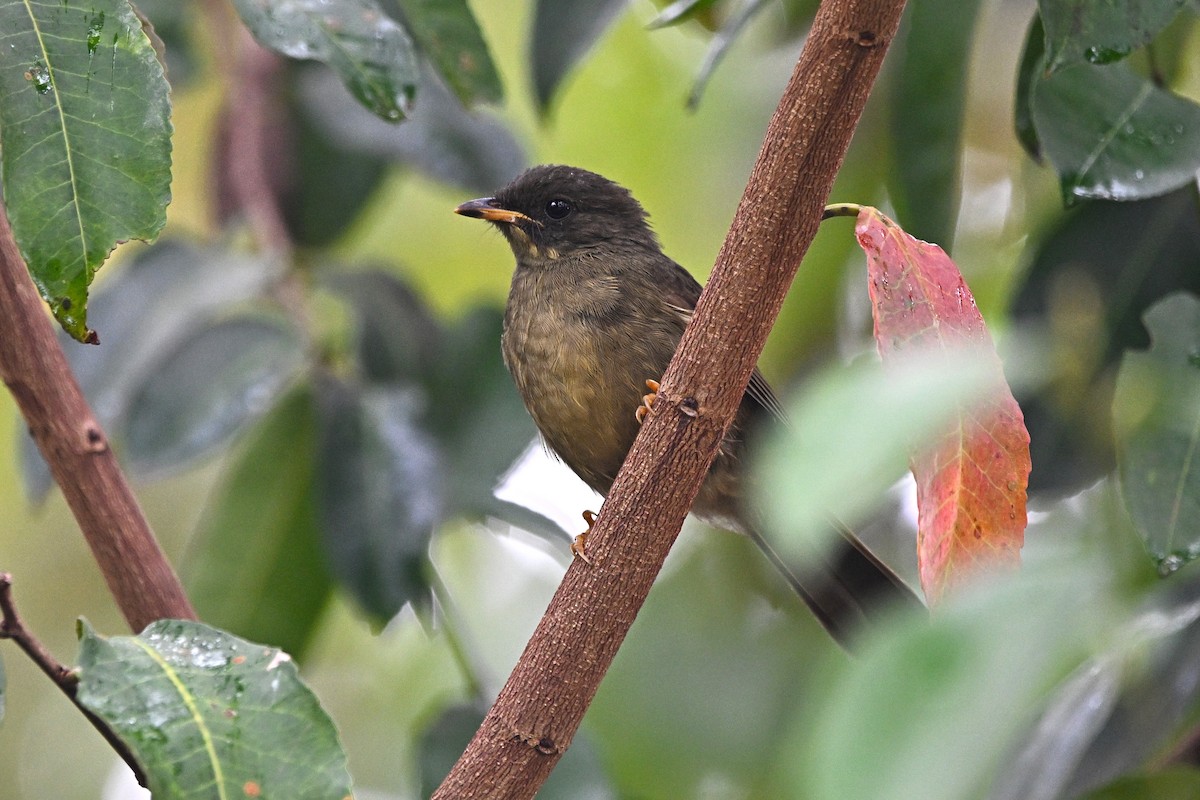 Yellow-whiskered Greenbul - ML646688698