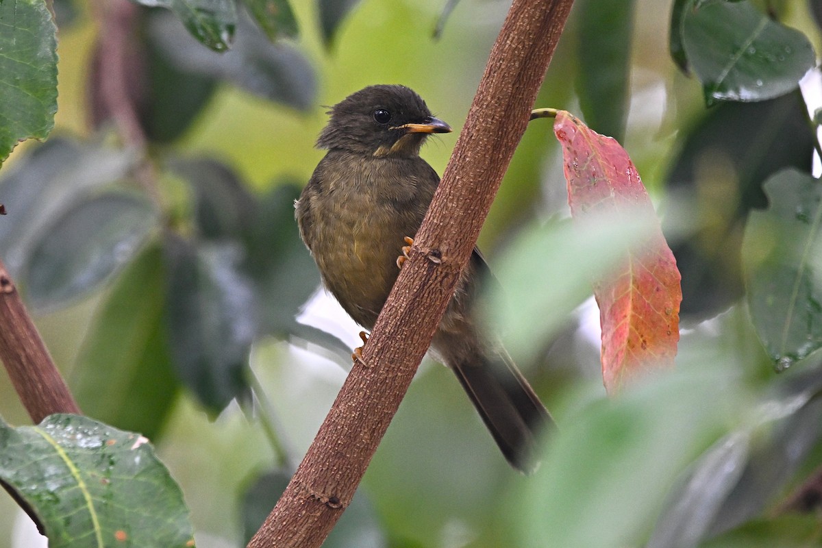 Yellow-whiskered Greenbul - ML646688699