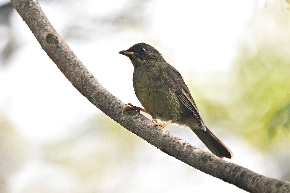 Yellow-whiskered Greenbul - ML646688700