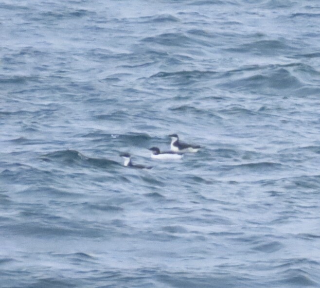 Толстоклювая кайра - ML646688701